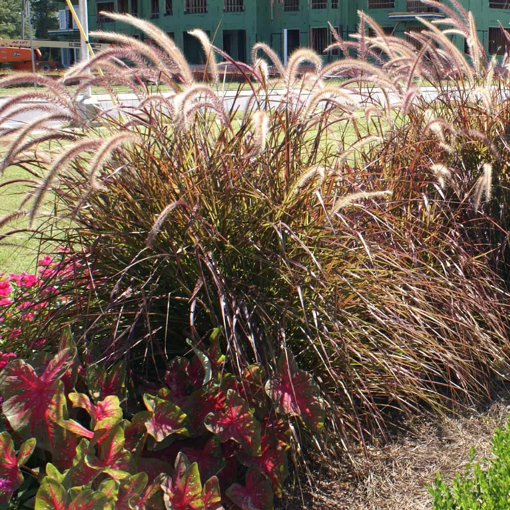 Purple Fountain Grass (Pennisetum setaceum 'Rubrum') Ornamental Perennial 2
