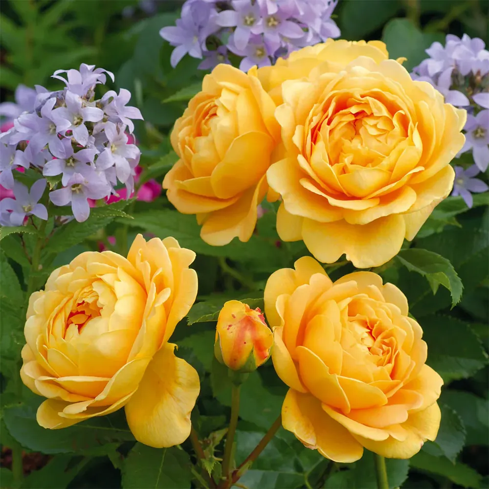 Golden Celebration® English Shrub Rose - Large Cupped Yellow Blooms