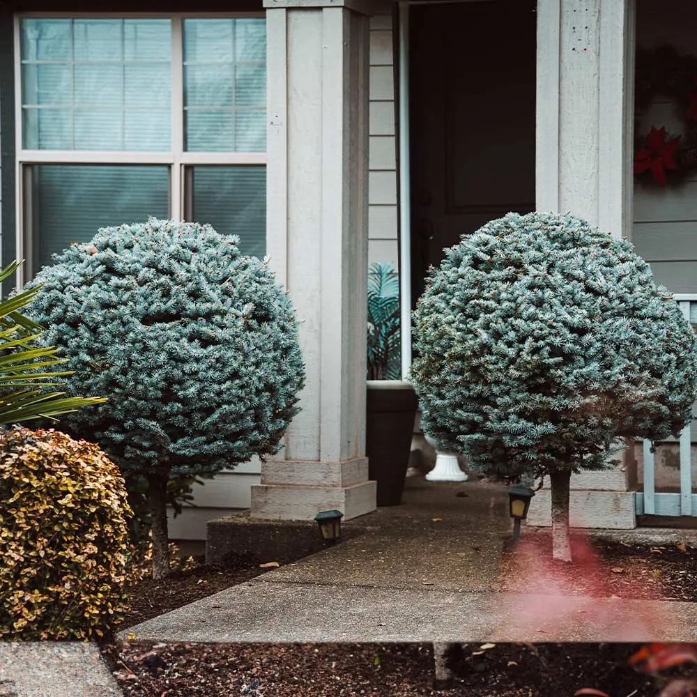 Dwarf Globe Blue Spruce Tree (Picea pungens 'Globosa') 2