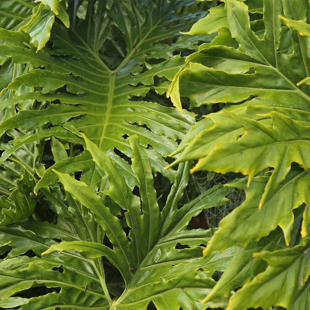 Philodendron Selloum Tropical Indoor Houseplant with Deeply Lobed Foliage 4