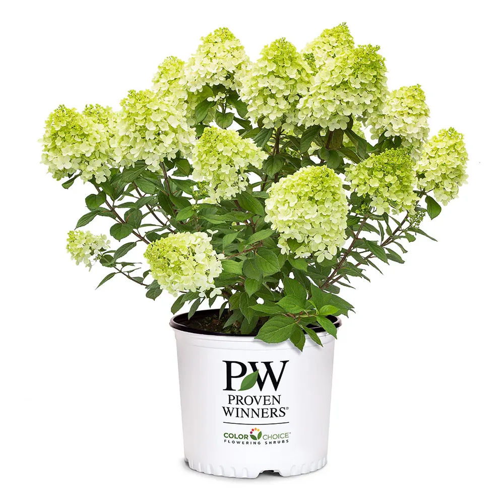 Little Lime Punch Panicle Hydrangea Compact Flowering Shrub 3