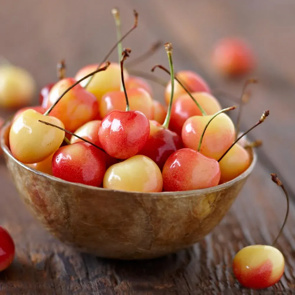 Royal Ann Cherry Tree - Sweet Yellow Cherry Sapling 1