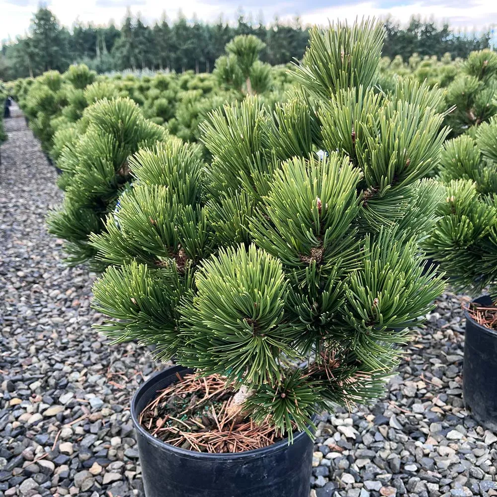 Irish Bell Bosnian Pine Tree (Pinus heldreichii) 2