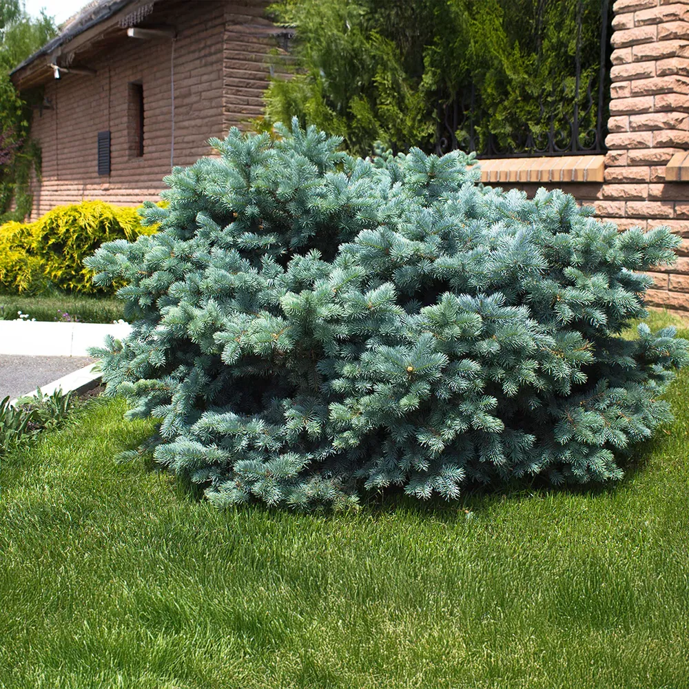 Dwarf Globe Blue Spruce (Picea pungens 'Globosa') - Compact Ornamental Evergreen