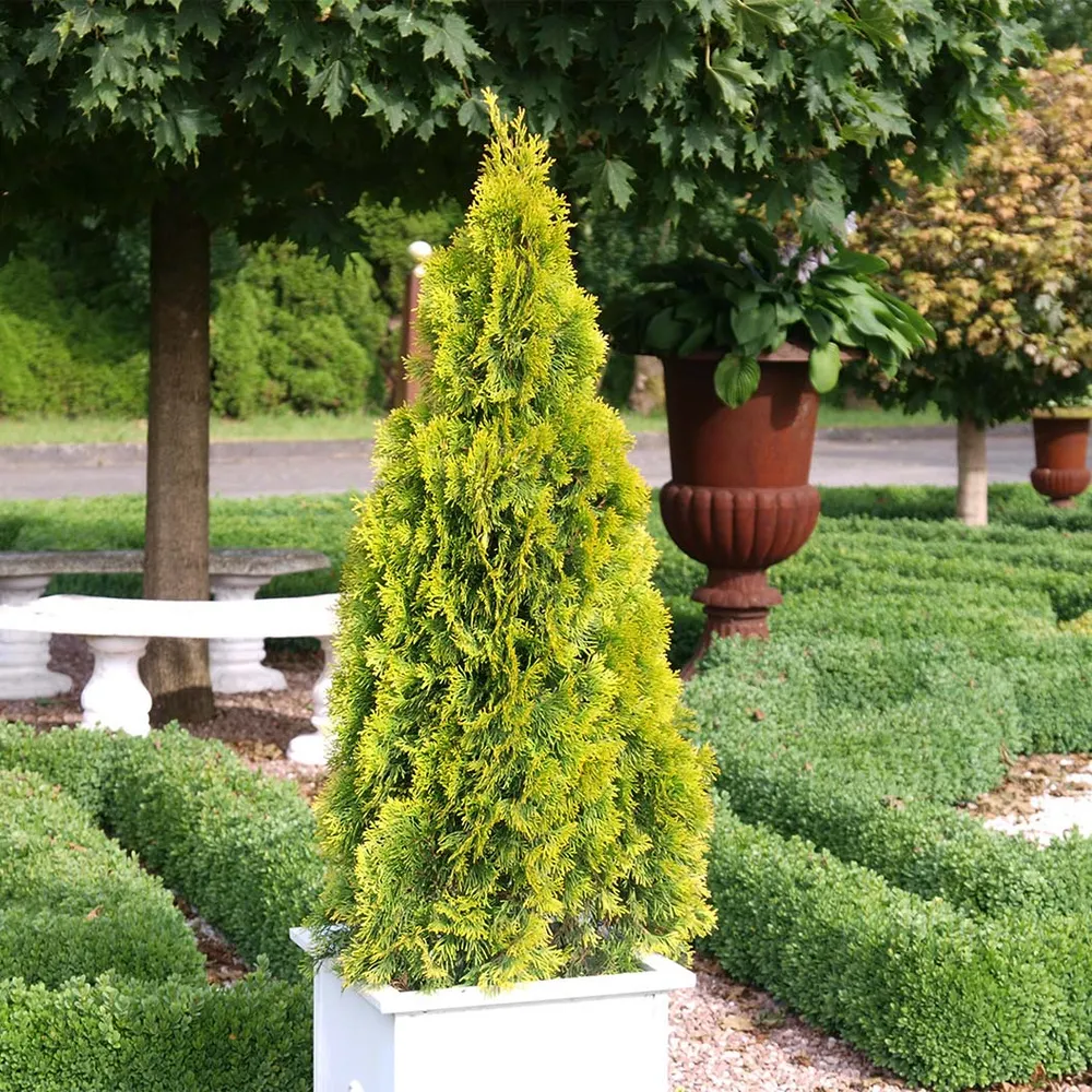 Southern Living® Highlights™ Arborvitae Thuja Evergreen Privacy Hedge