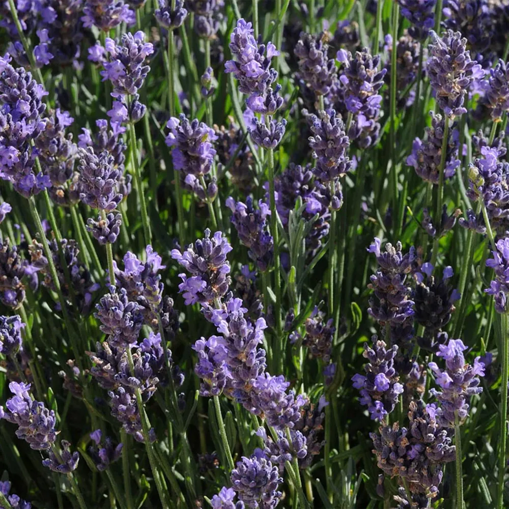 Better Versions® SuperBlue English Lavender Plant (Lavandula angustifolia) 2
