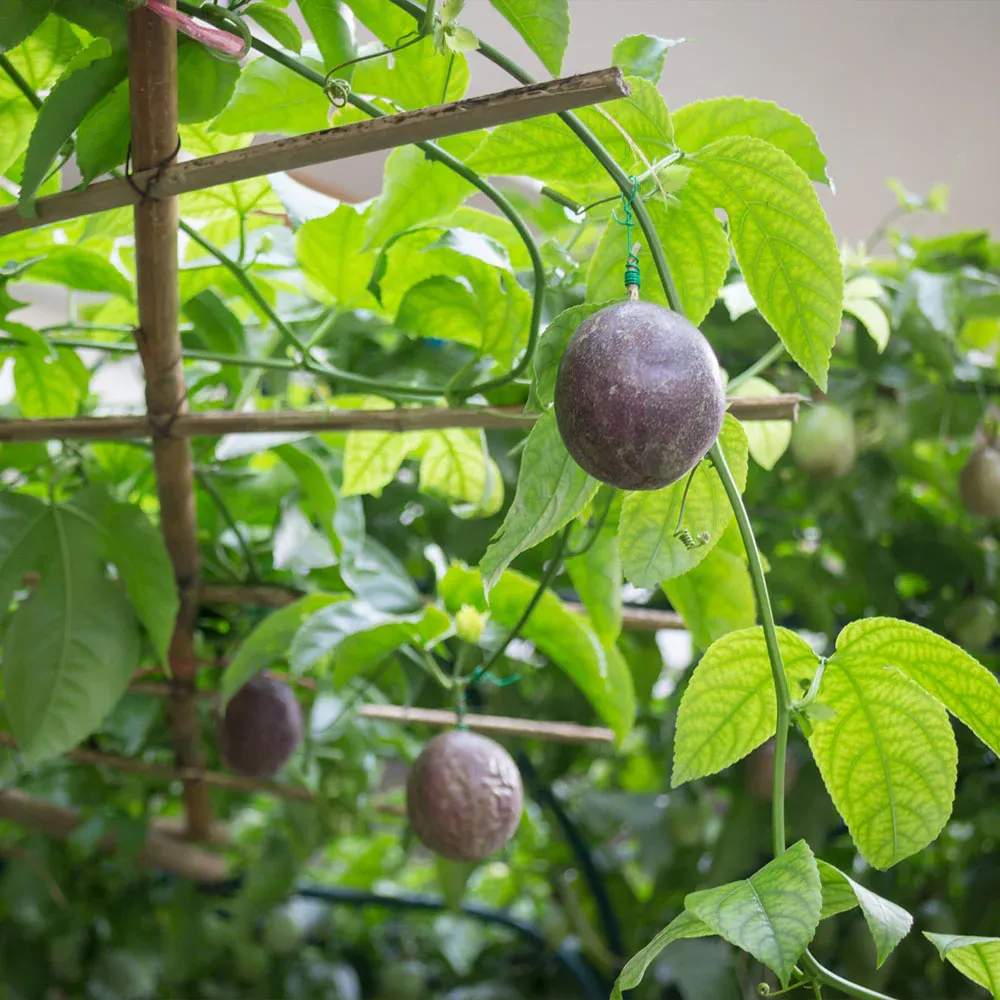 Passion Fruit Vine Climbing Support System for Indoor and Outdoor Gardening 2
