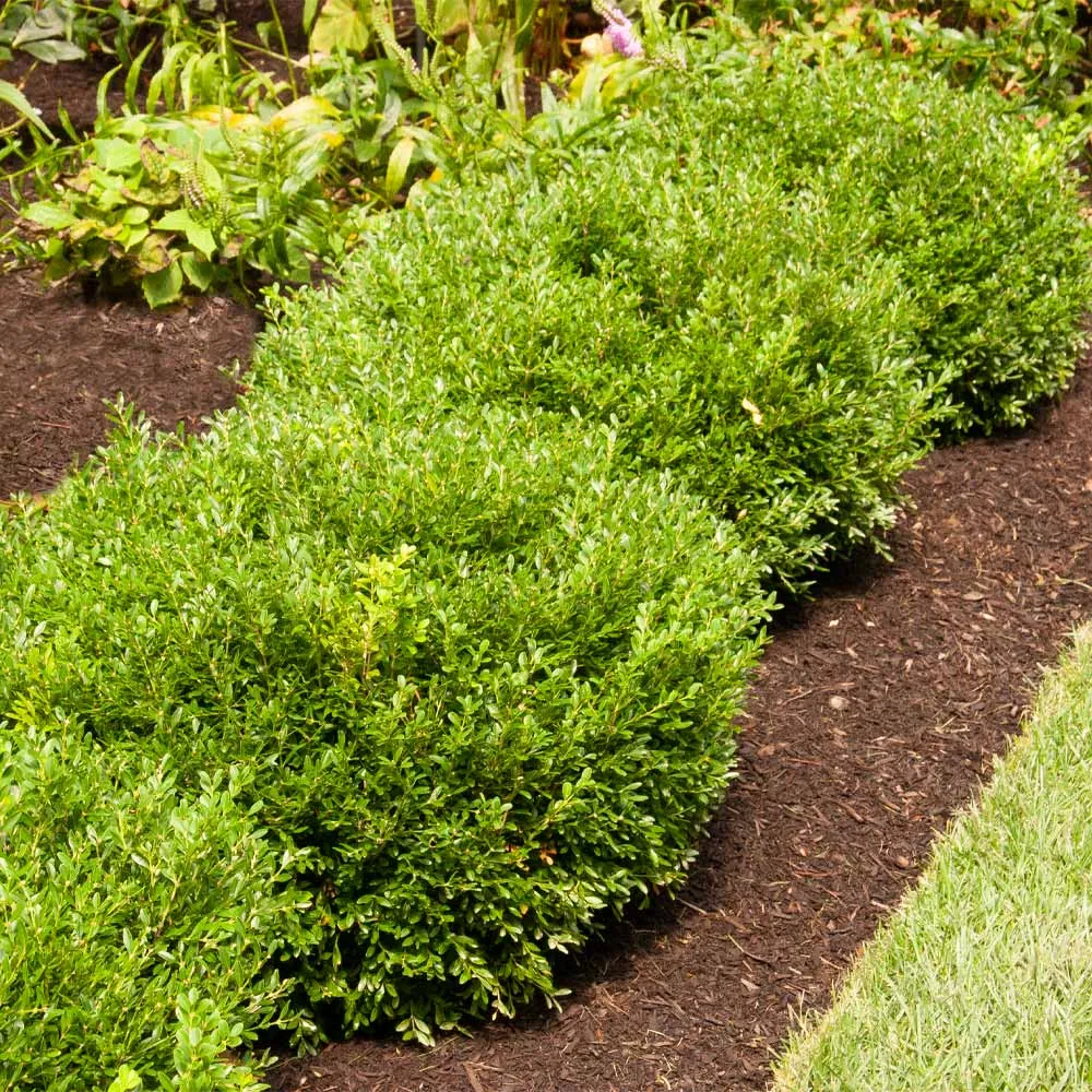Soft Touch Holly Shrub Realistic Artificial Decorative Plant