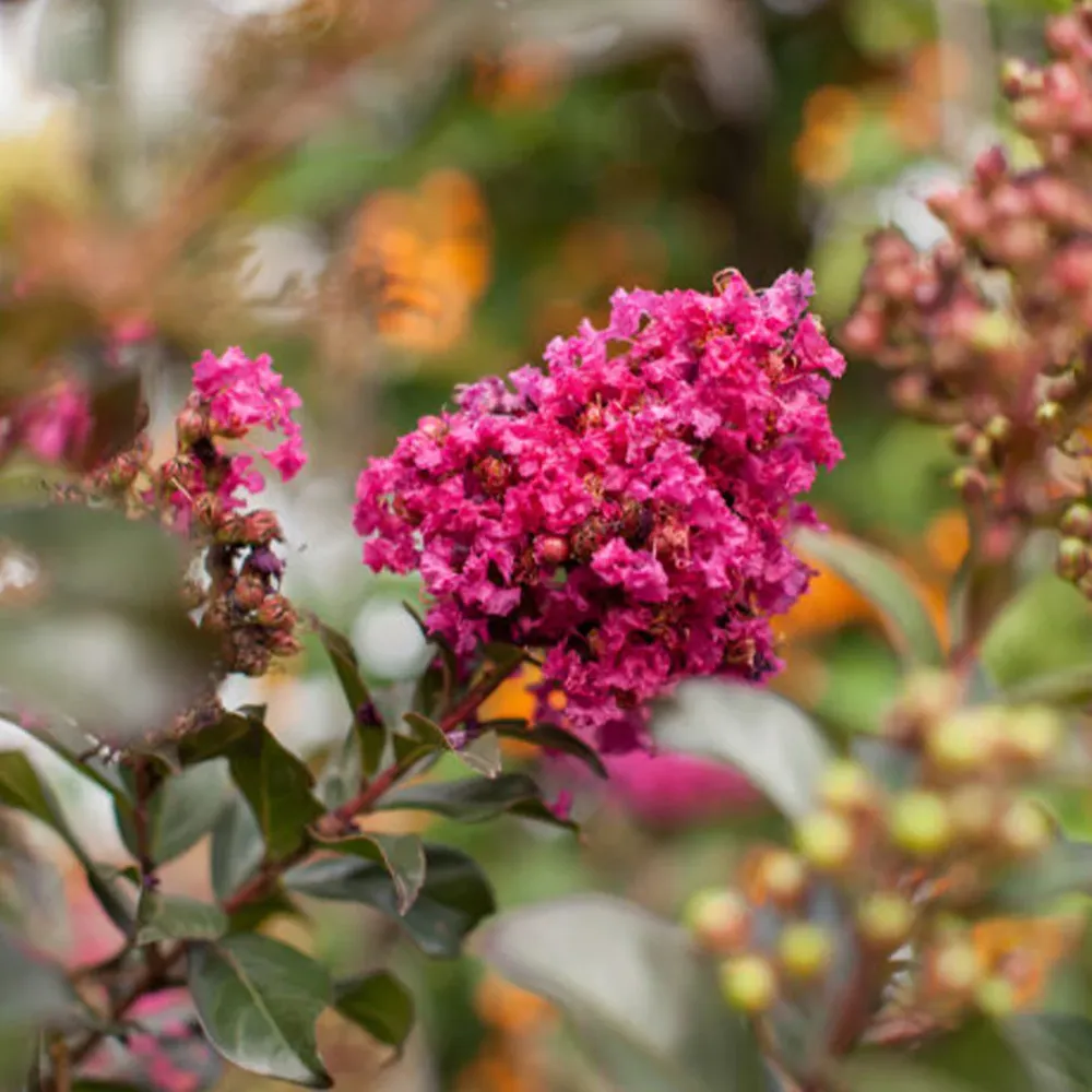 Plum Magic Crape Myrtle - Compact Flowering Shrub with Deep Purple Foliage 1