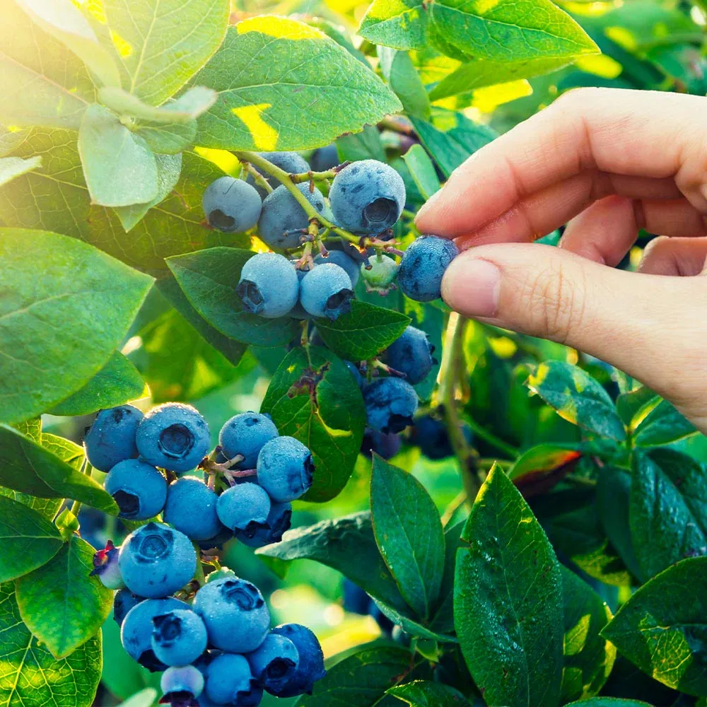 Spartan Blueberry Bush - Northern Highbush Fruit-Bearing Shrub