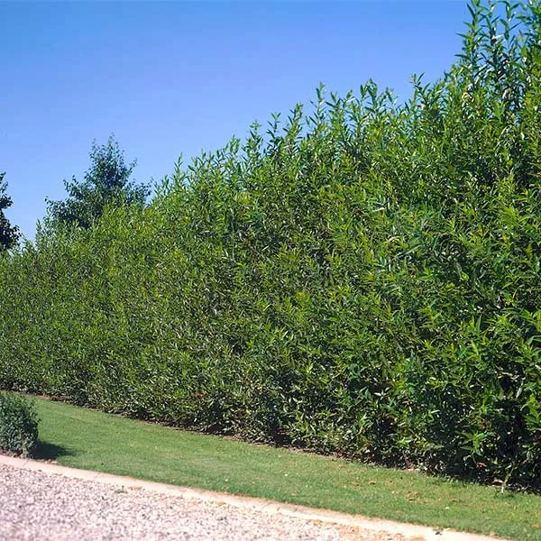 Willow Hybrid Tree - Fast-Growing Deciduous Shade and Privacy Tree
