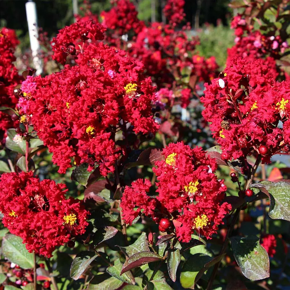 Red Rocket Crape Myrtle Flowering Deciduous Tree 1