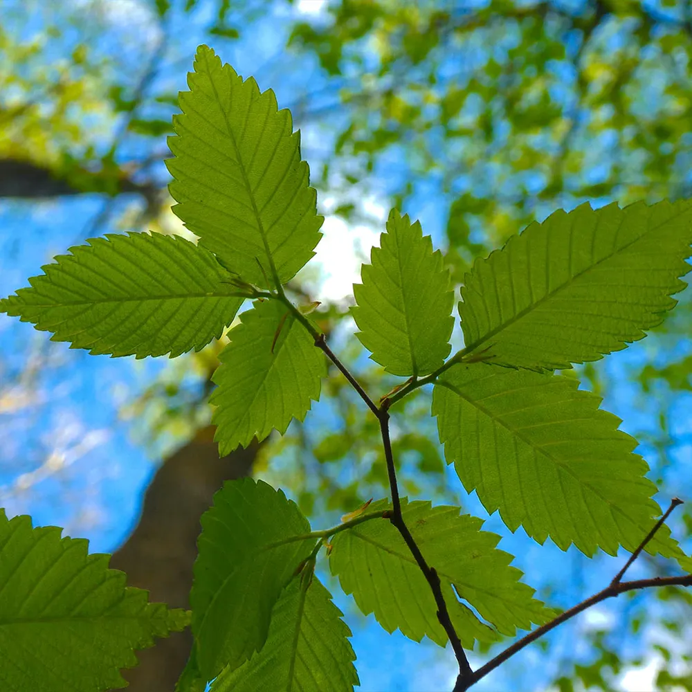New Harmony American Elm Tree - Disease-Resistant Shade Tree 1