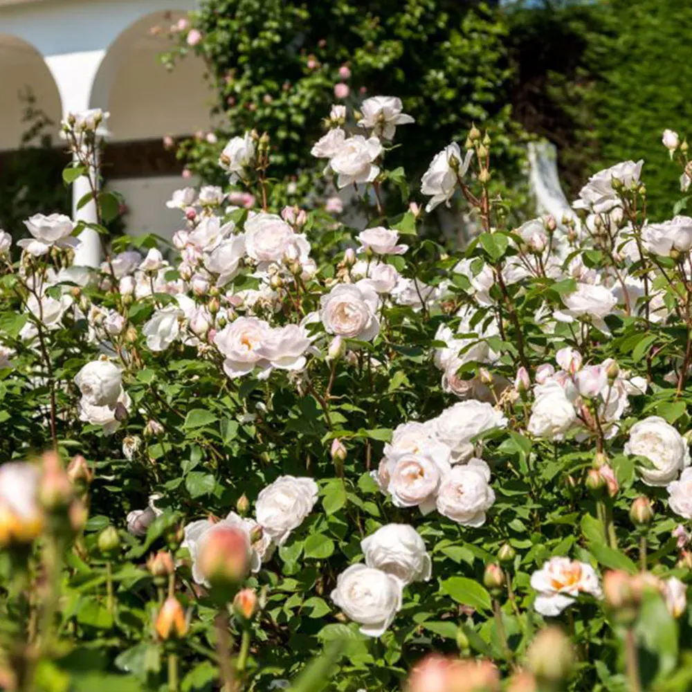 David Austin® Desdemona™ Rose Shrub - Fragrant Repeat-Blooming Garden Plant 2