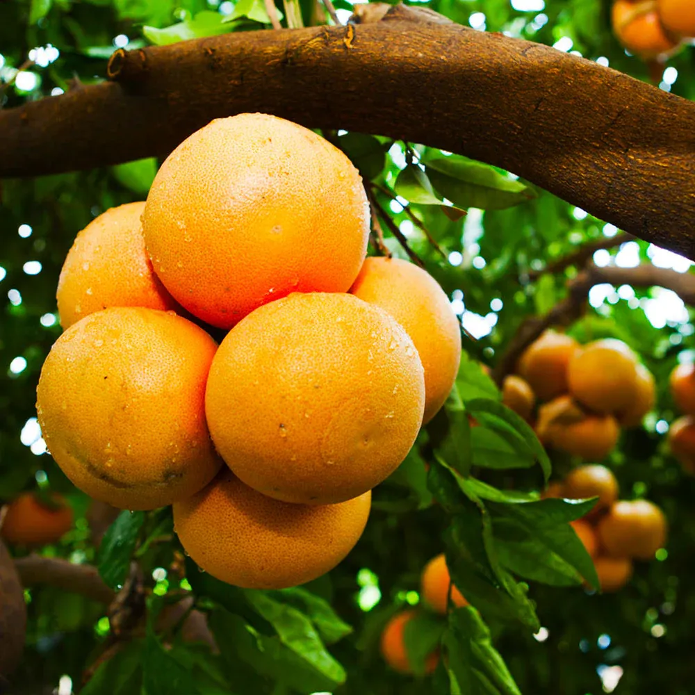 Rio Red Grapefruit - Fresh Ruby Red Citrus