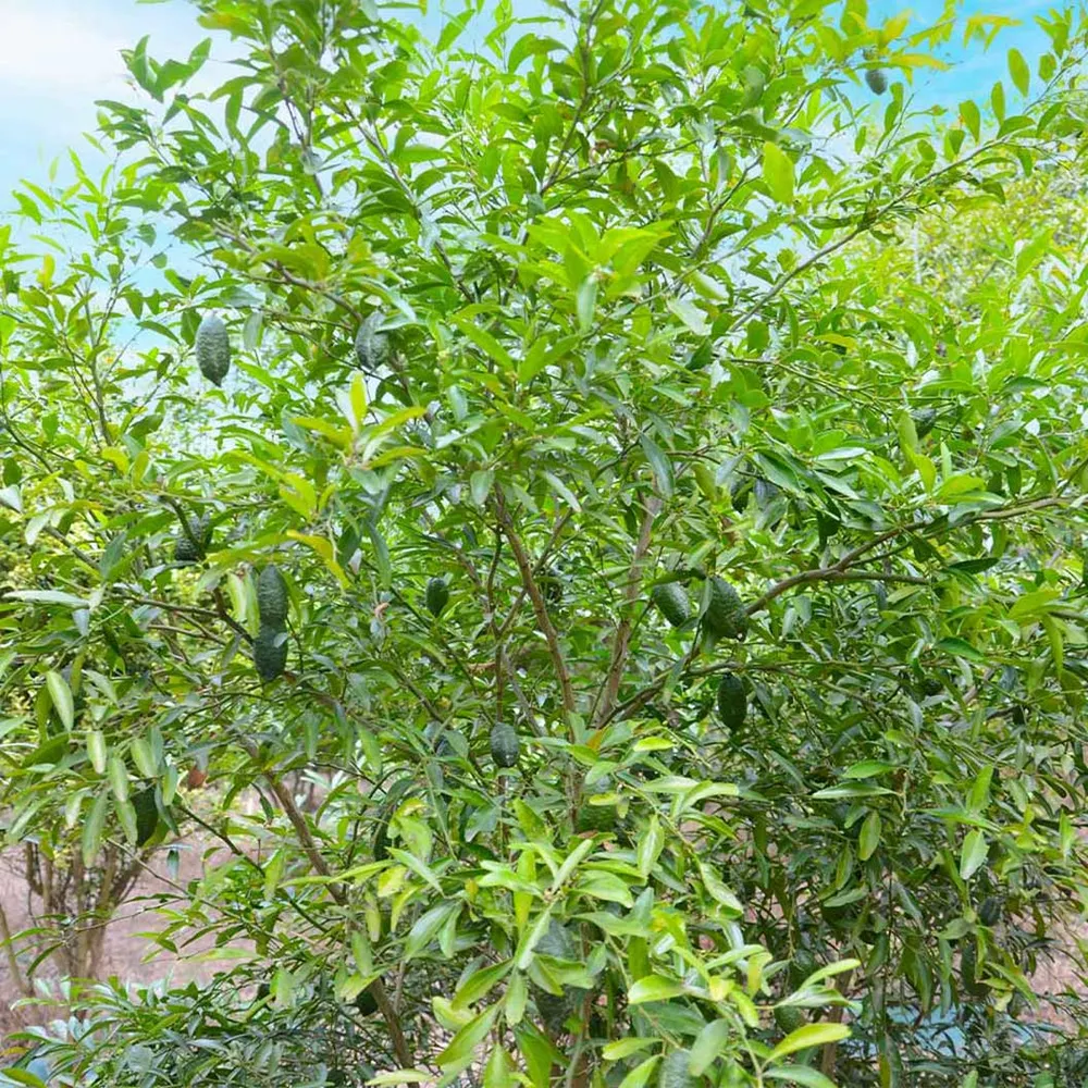 Australian Finger Lime Tree (Citrus australasica) Live Fruit Plant