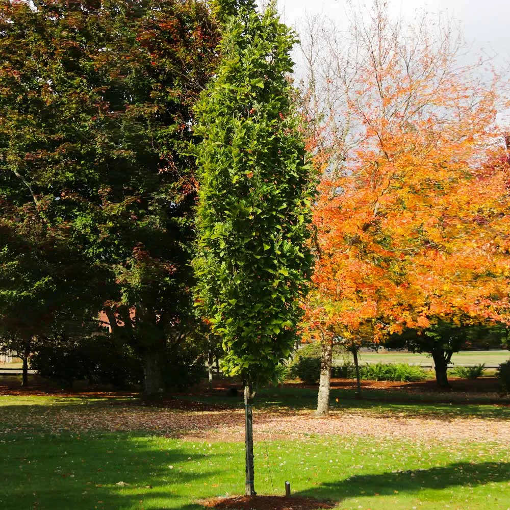 Beacon Swamp White Oak Tree (Quercus bicolor) - Resilient Wetland Native Sapling