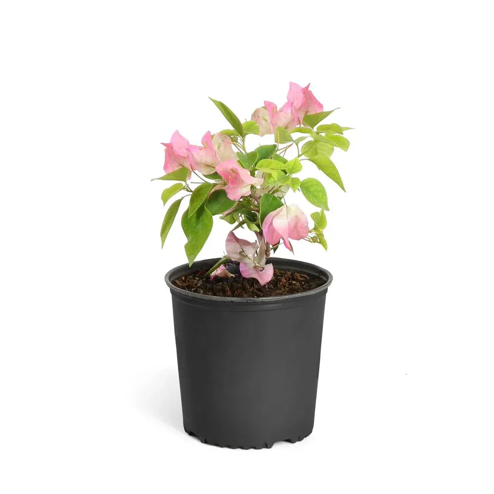 Thai Delight Bougainvillea Shrub - Vibrant Flowering Outdoor Plant 2