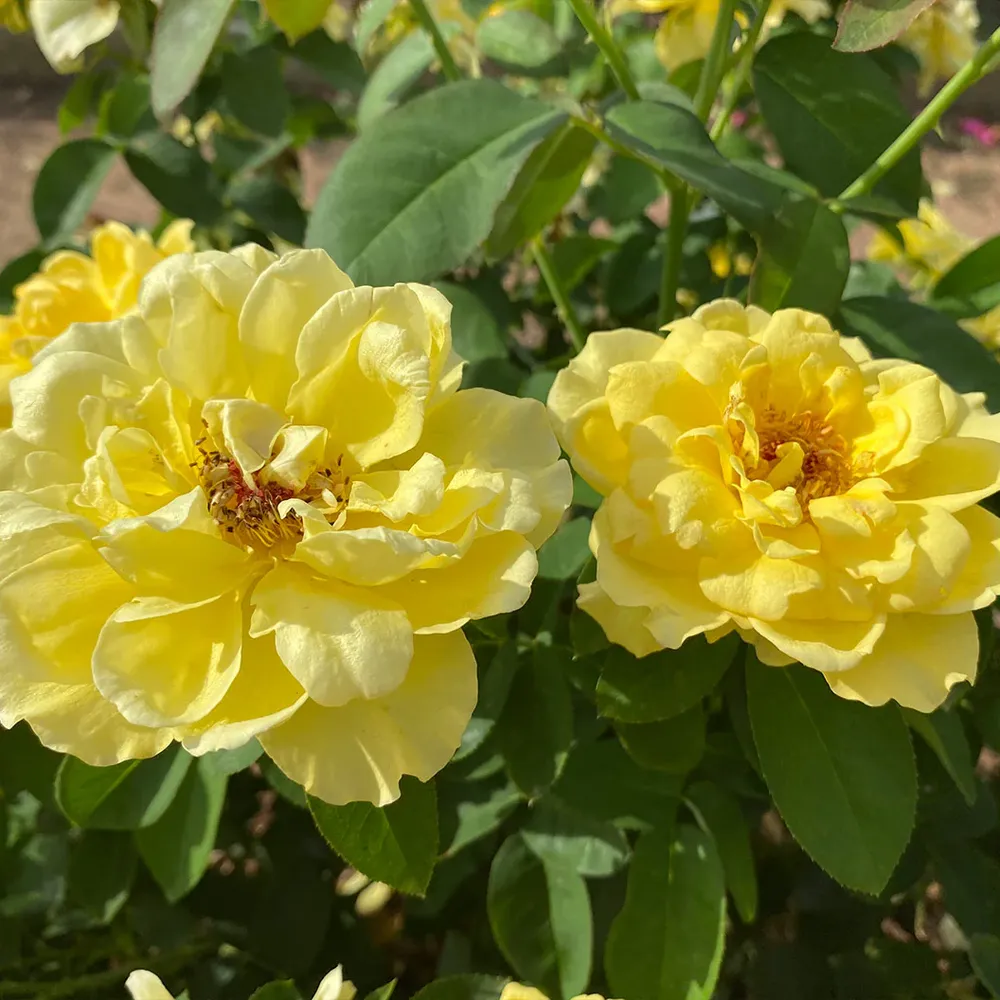 Bee Heaven™ Rose Shrub - Hardy Flowering Garden Plant 2