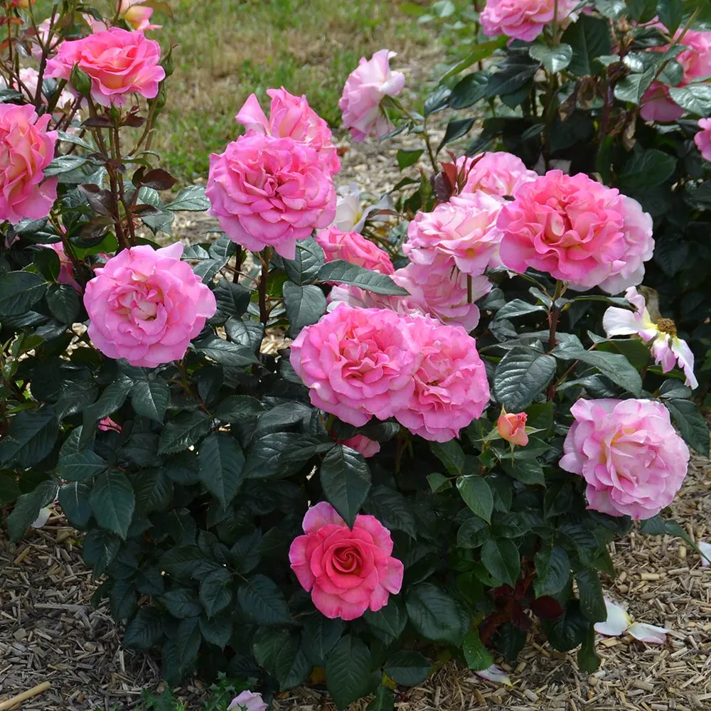 Julie Andrews™ Hybrid Tea Rose - Fragrant Garden Shrub 2