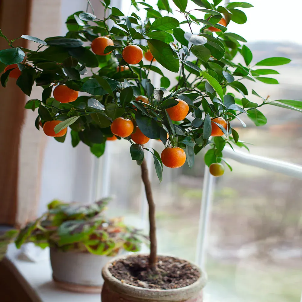 Artificial Clementine Tree with Realistic Fruit and Foliage 1