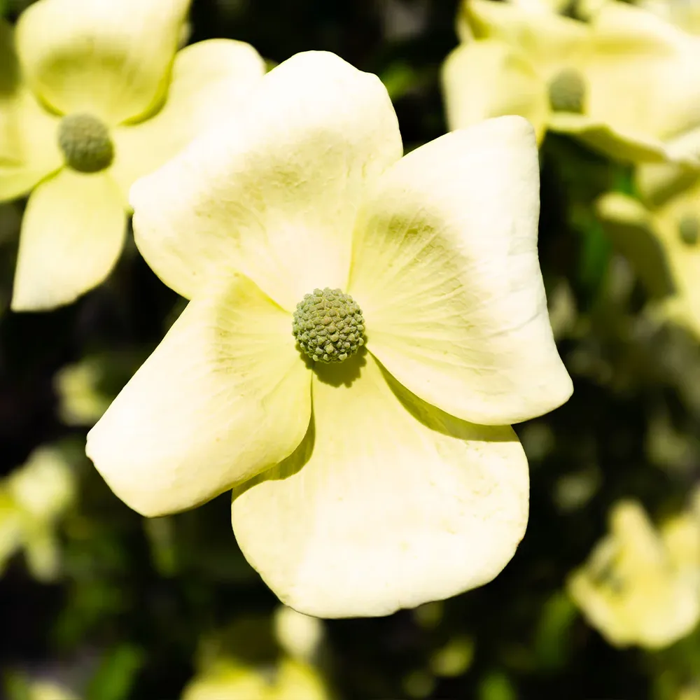 Mountain Moon Dogwood Tree - Deciduous Ornamental Flowering Shrub