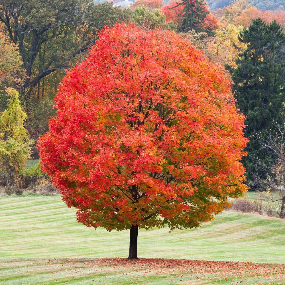 Artificial Sugar Maple Tree with Realistic Autumn Foliage for Indoor Decor