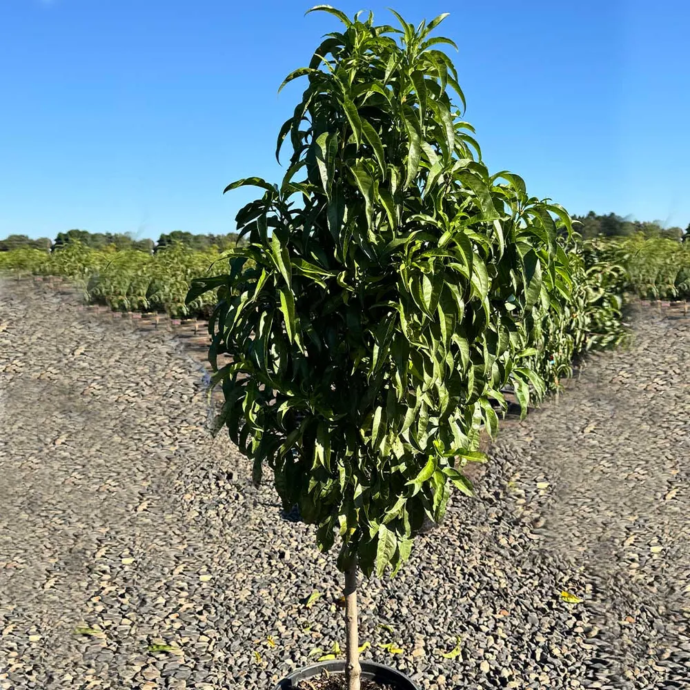 Blushing Pearl™ Columnar Peach Tree - Compact Vertical Fruit Tree 1