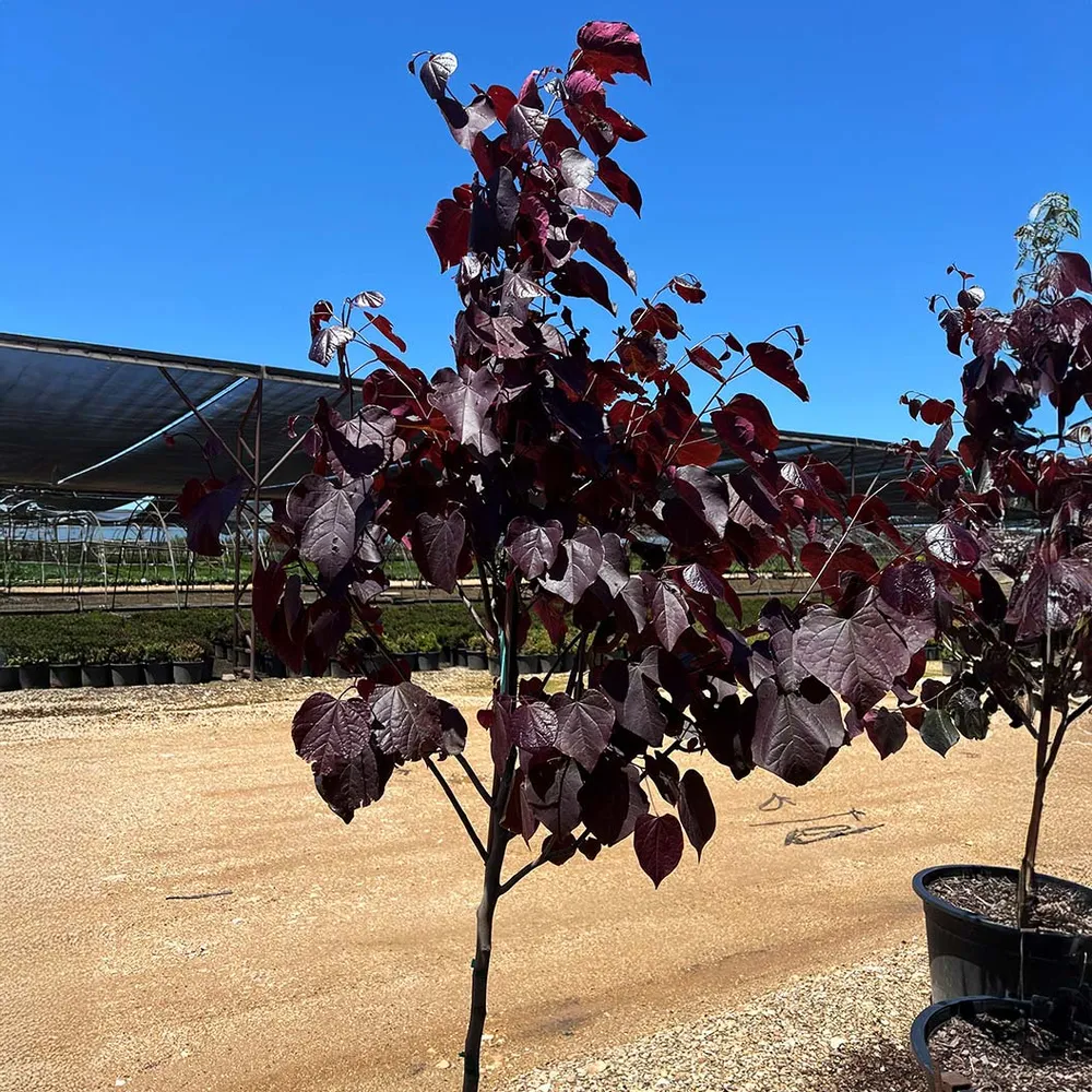 Black Pearl Redbud Tree (Cercis canadensis) - Deep Purple Foliage Ornamental Tree 1