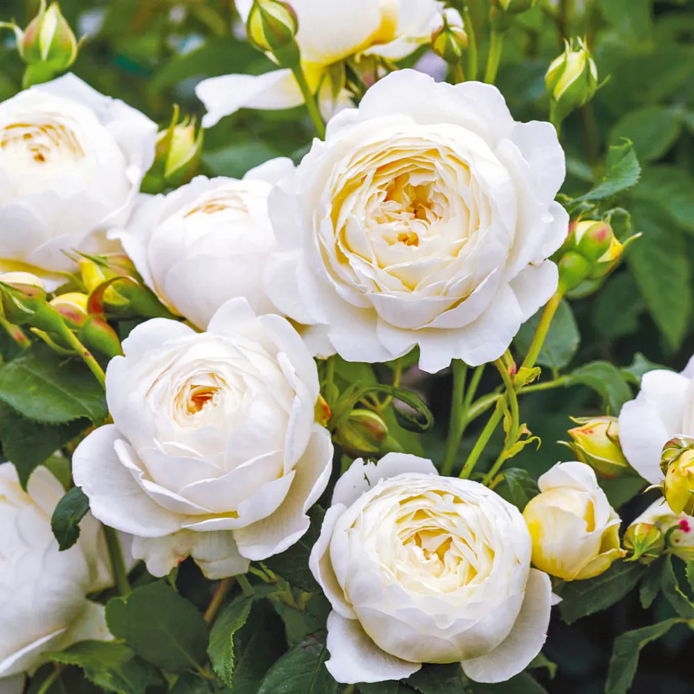 Claire Austin® English Climbing Rose - Pale Cream Fragrant Shrub