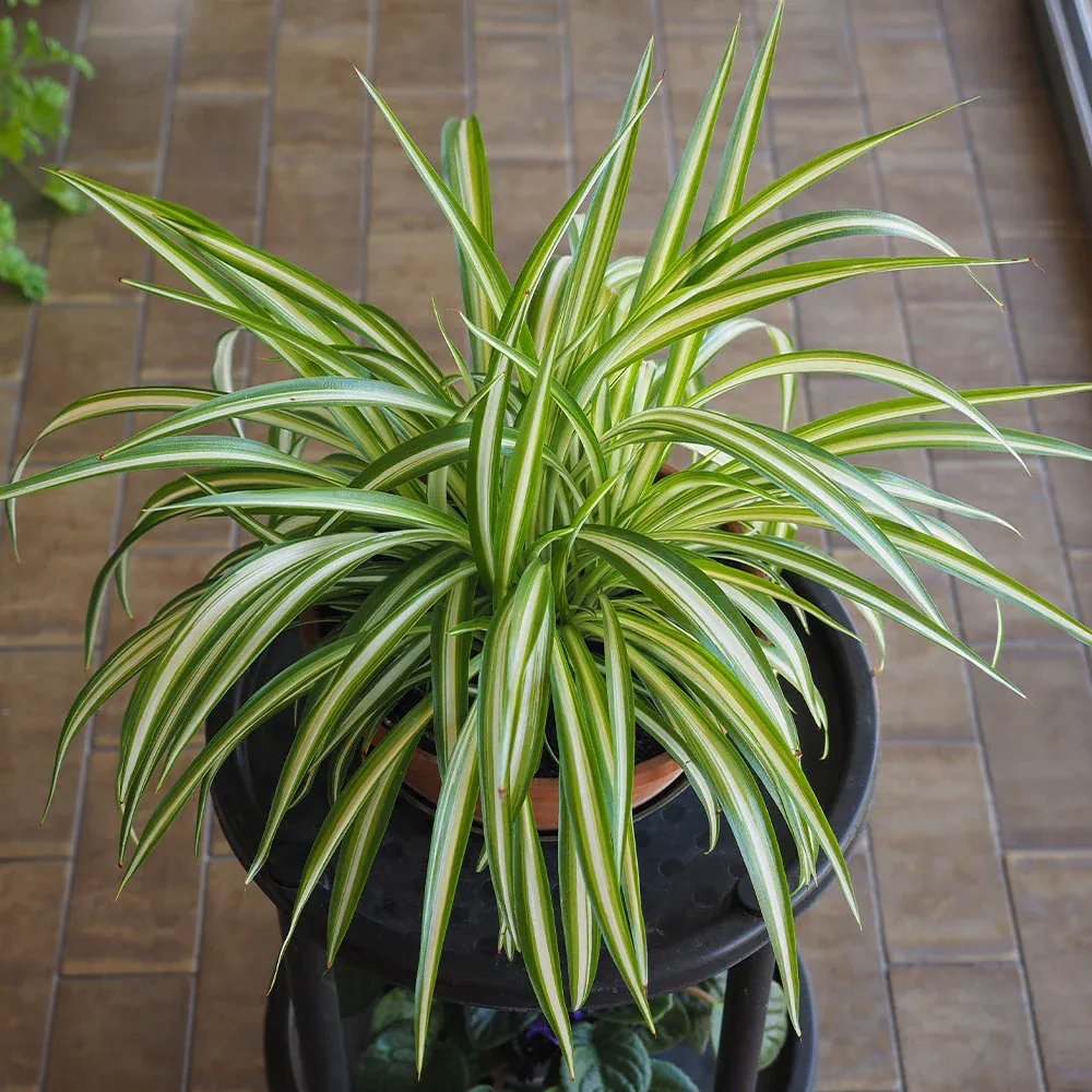 Spider Plant (Chlorophytum comosum) Indoor Air-Purifying Houseplant 2