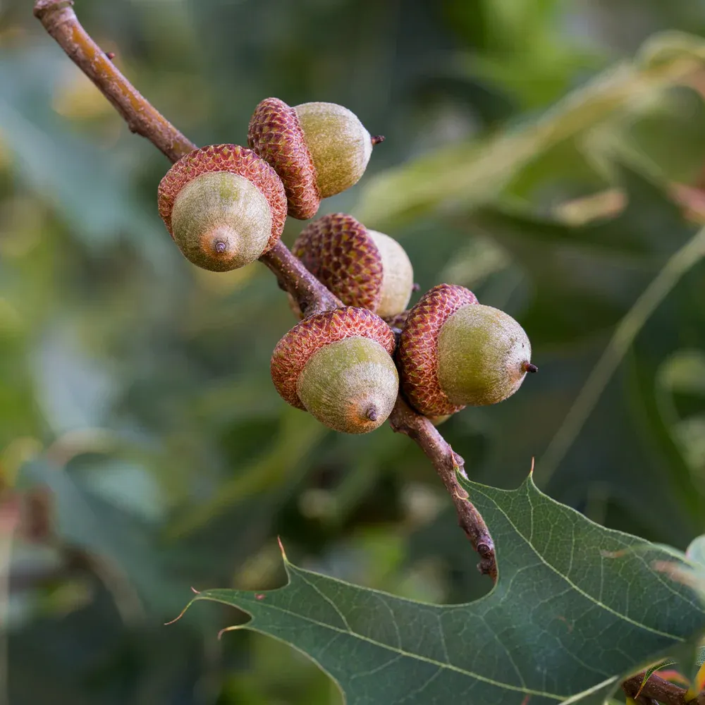 Southern Red Oak Tree (Quercus falcata) - Native Deciduous Shade Tree 2