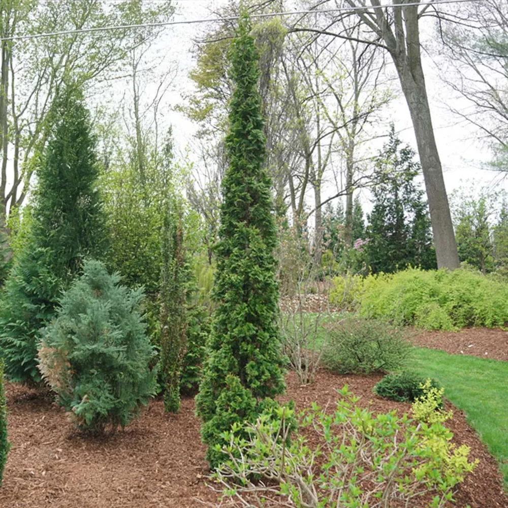 Sting Arborvitae (Thuja occidentalis) Narrow Evergreen Privacy Shrub 1