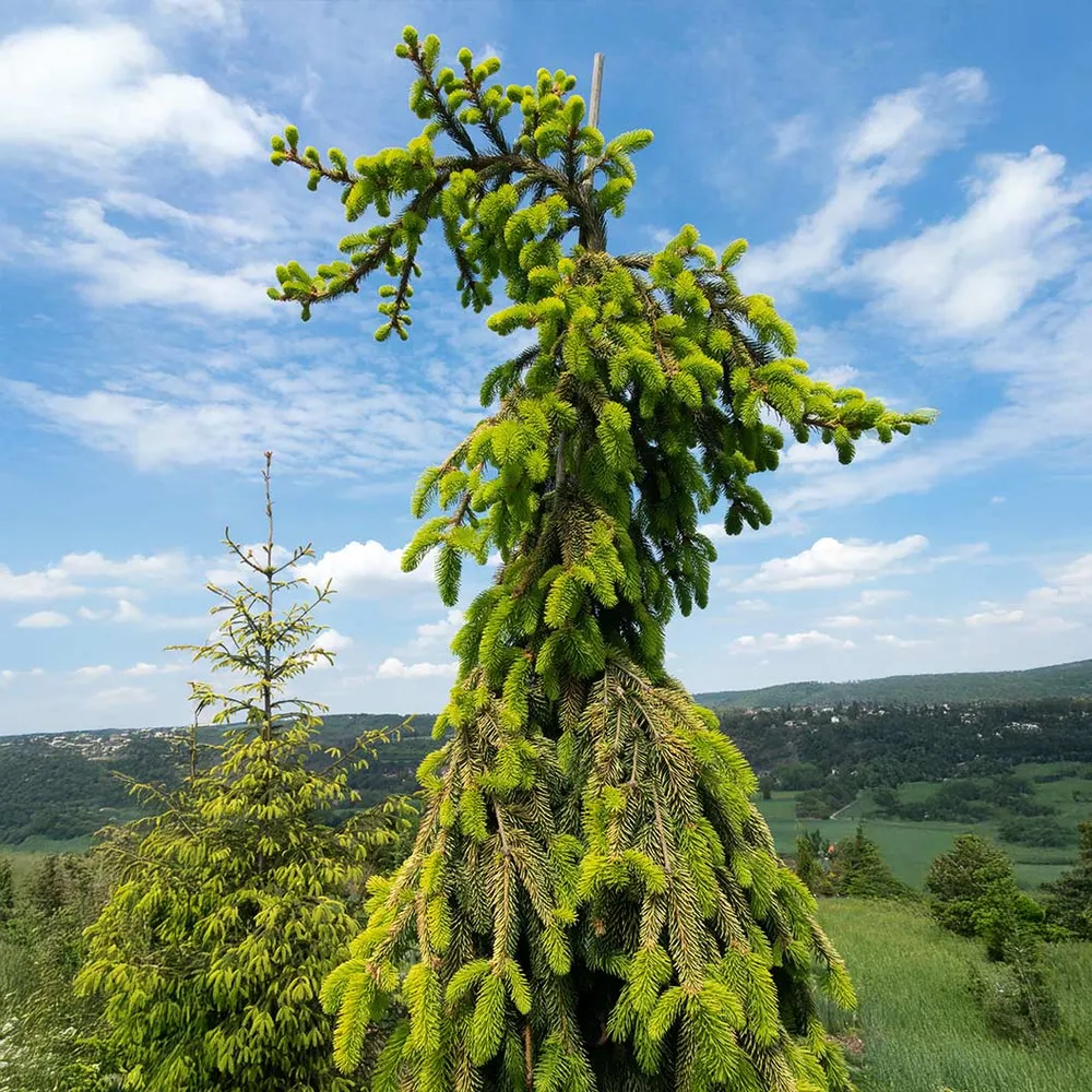 Gold Drift Norway Spruce Artificial Christmas Tree