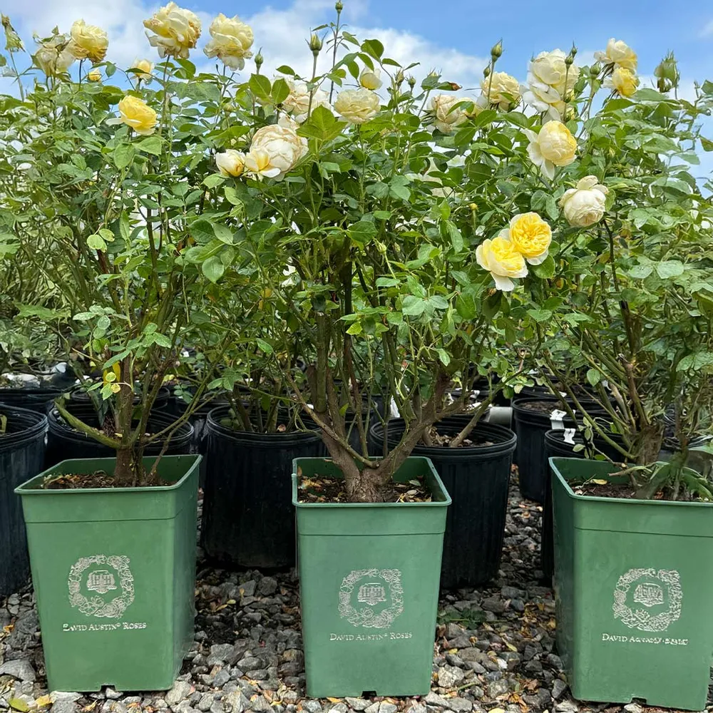 David Austin® Vanessa Bell® Rose Shrub - Pale Yellow English Shrub Rose 8