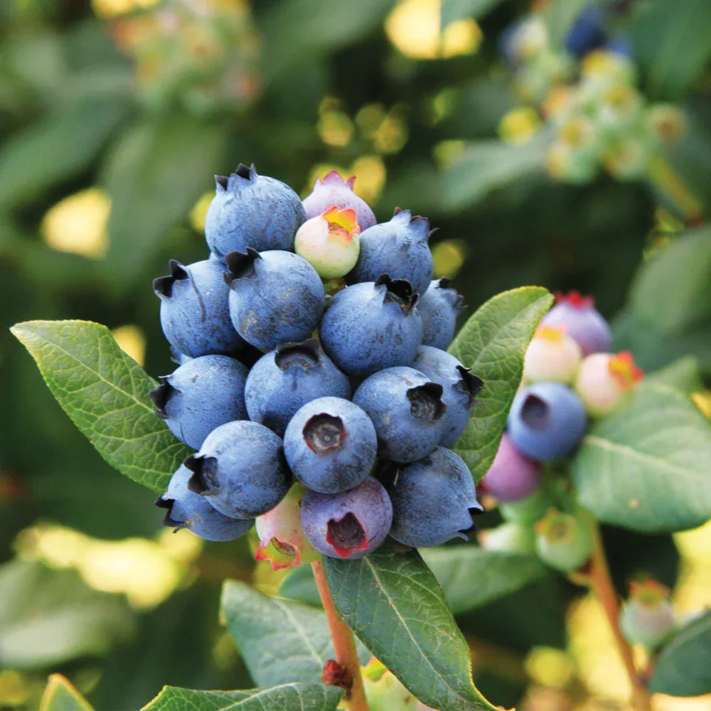 Perpetua Blueberry Bush - Everbearing Edible Landscape Shrub 1