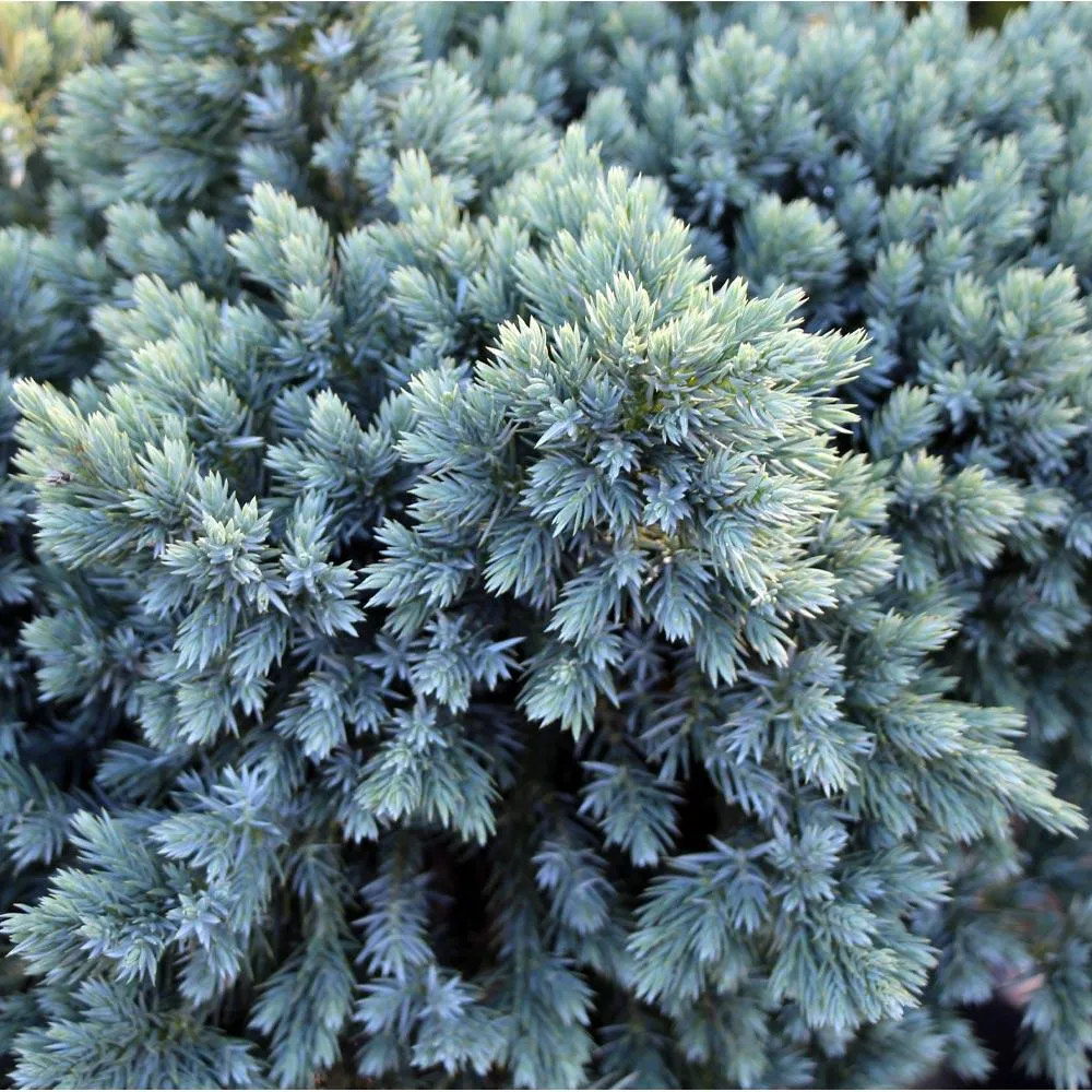 Blue Star Juniper (Juniperus squamata) Dwarf Evergreen Shrub 1