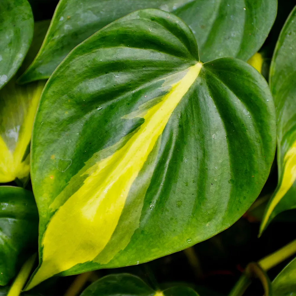 Philodendron Brasil Variegated Heartleaf Trailing Indoor Plant 2