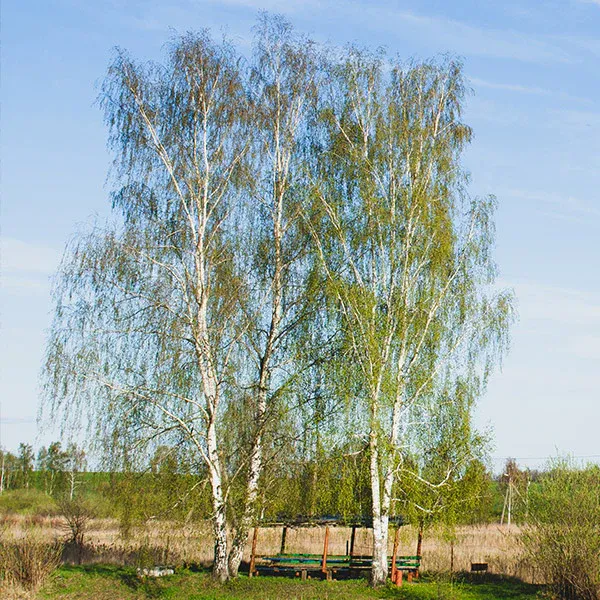 Avalanche Birch Tree - Ornamental Deciduous Landscape Tree