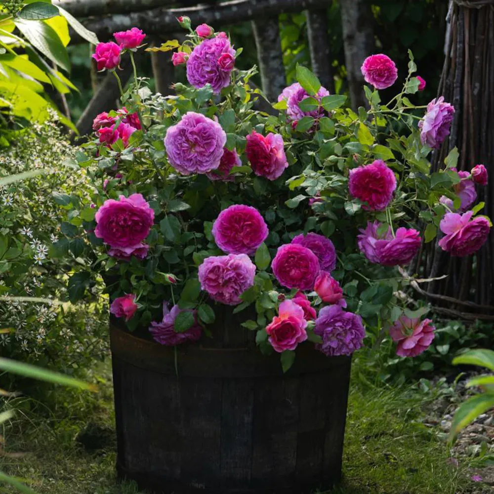 David Austin® Gabriel Oak™ Rose Shrub - Deep Pink English Rose 2