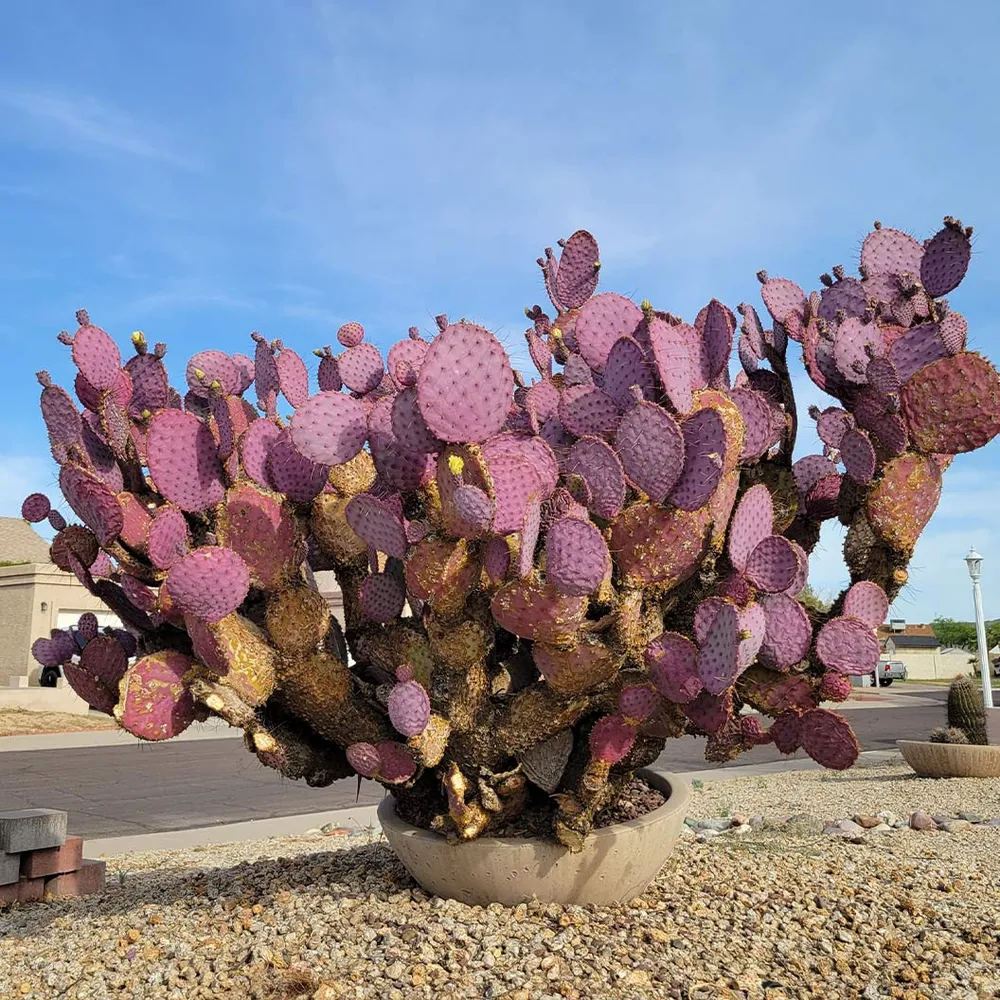 Santa Rita Prickly Pear Cactus Shrub 1