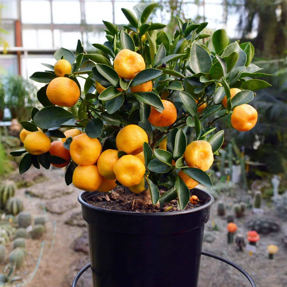 Nules Clementine Bush - Evergreen Citrus Fruit Tree