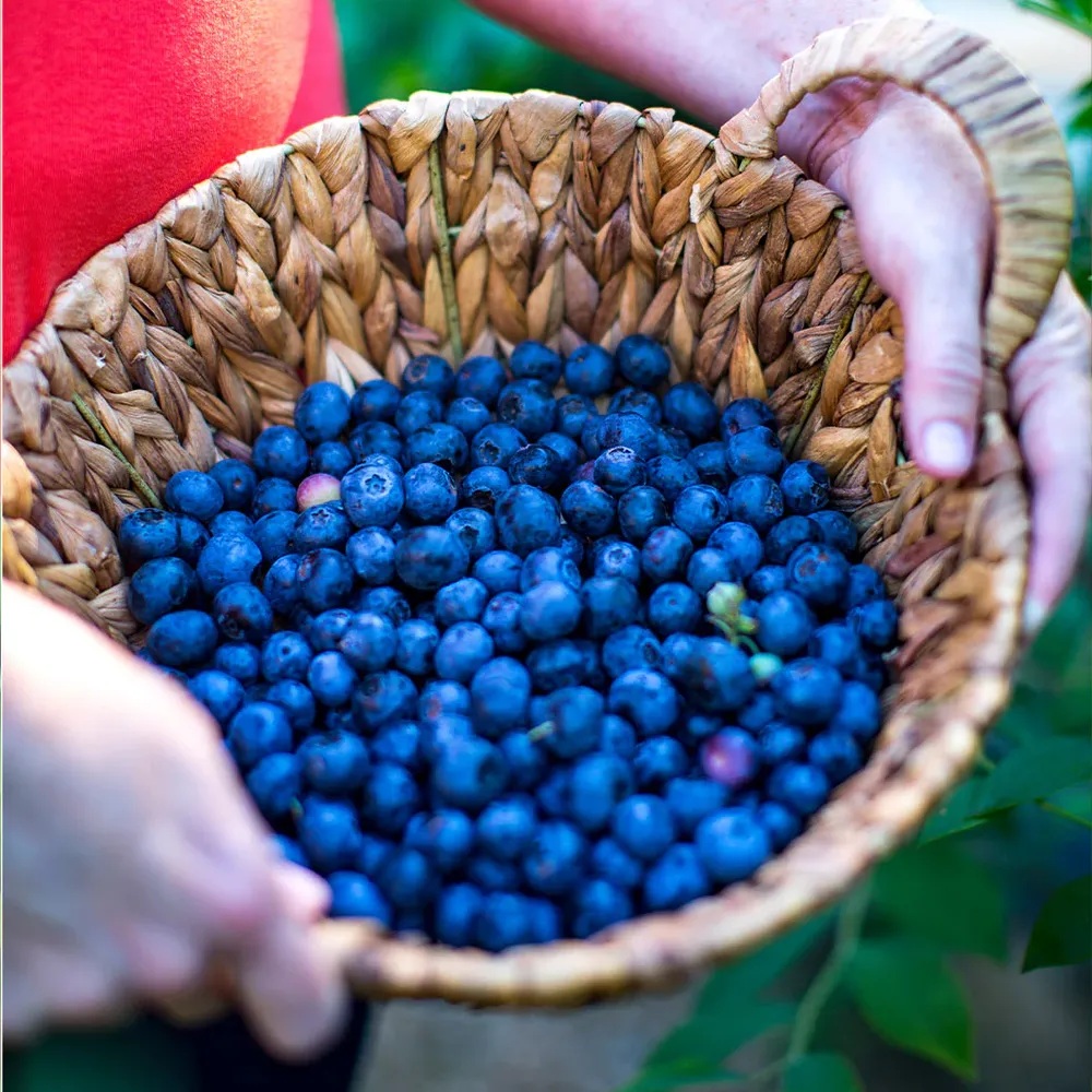 Southern Living® DownHome Harvest® I Declare™ Blueberry Shrub - Concentrated Fruit Drinking Vinegar 2