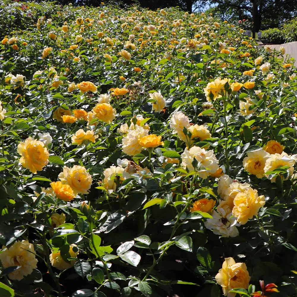 Julia Child Floribunda Rose Bush - Buttery Yellow Garden Rose 3