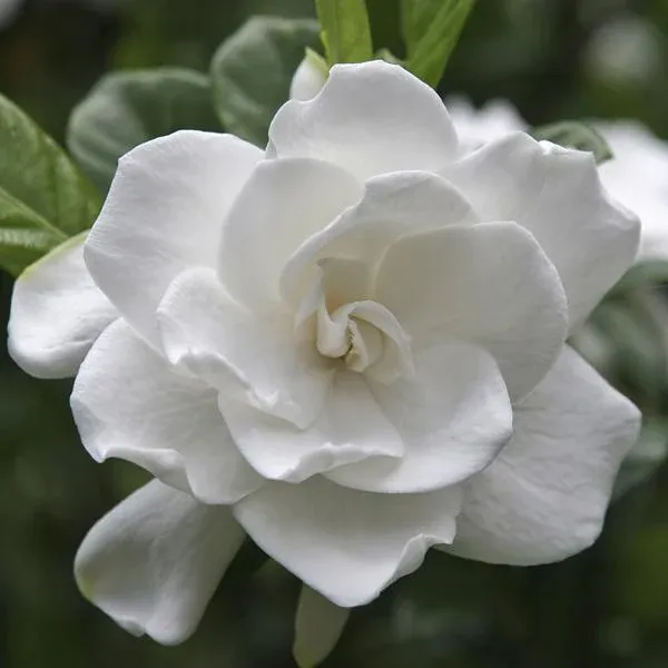 August Beauty Gardenia Shrub - Fragrant Evergreen Flowering Plant 1