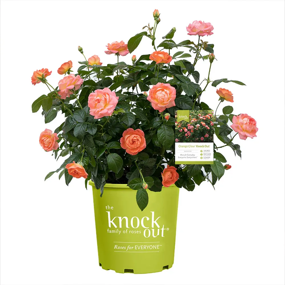 Orange Glow Knock Out® Rose Shrub - Disease Resistant Garden Plant 3