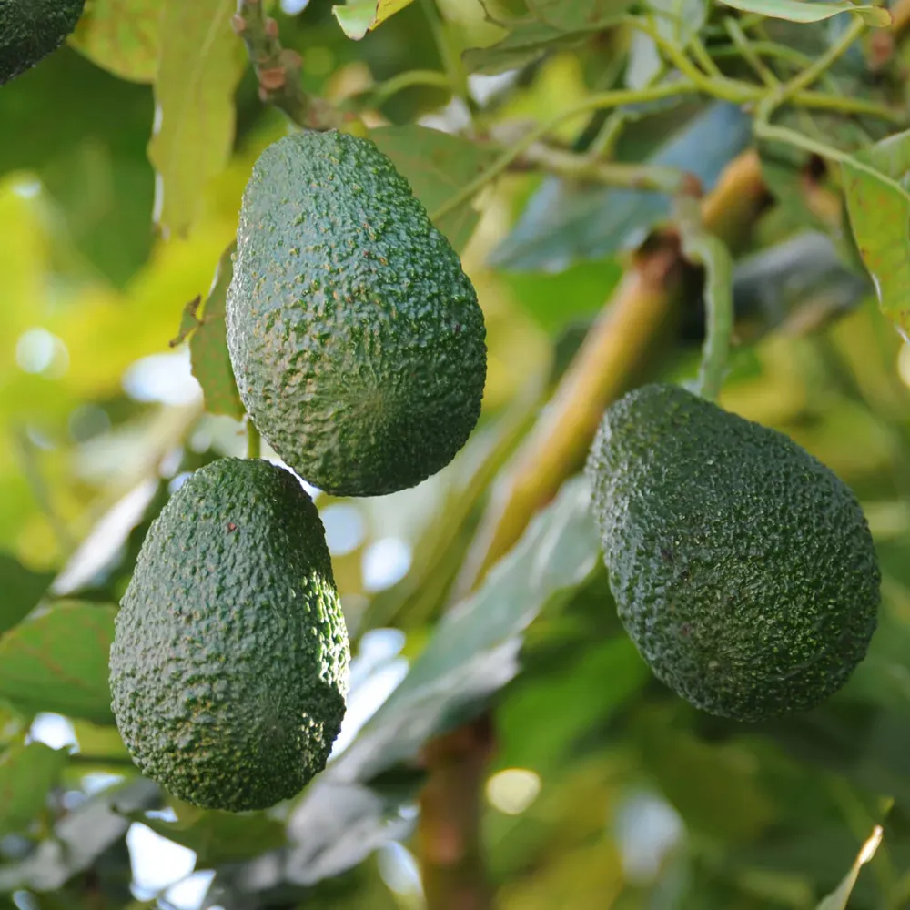 Lamb Hass Avocado Tree - Late-Season Fruit Bearing Variety