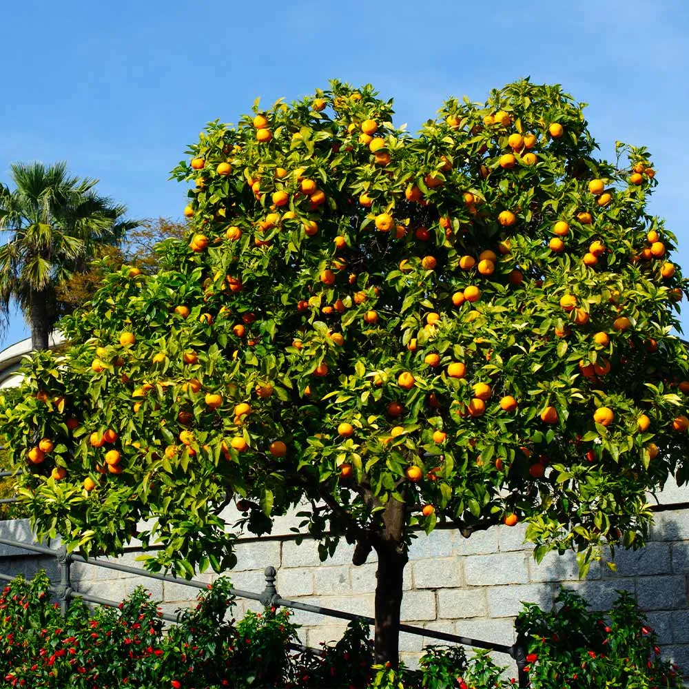 Red-Fleshed Cara Cara Navel Orange Plant - Live Citrus Tree for Patios 1