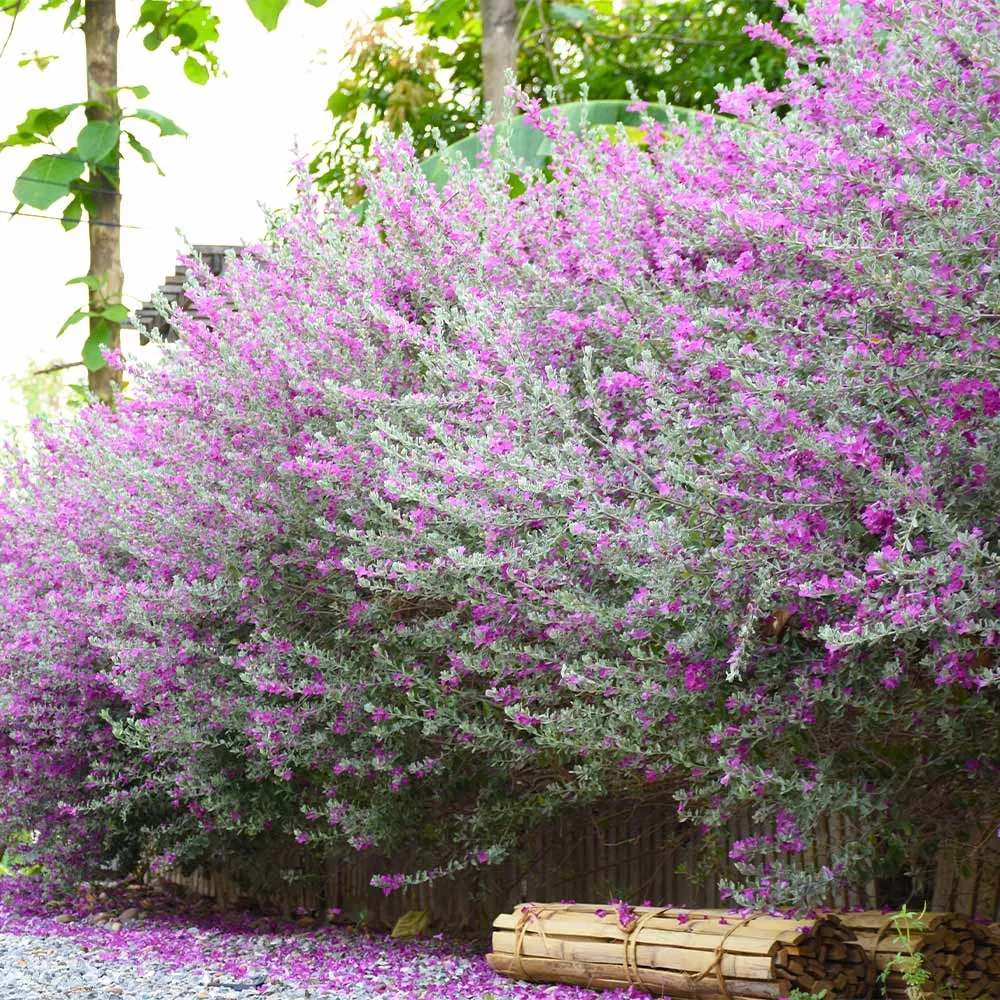 Green Cloud Texas Sage Shrub (Leucophyllum frutescens)