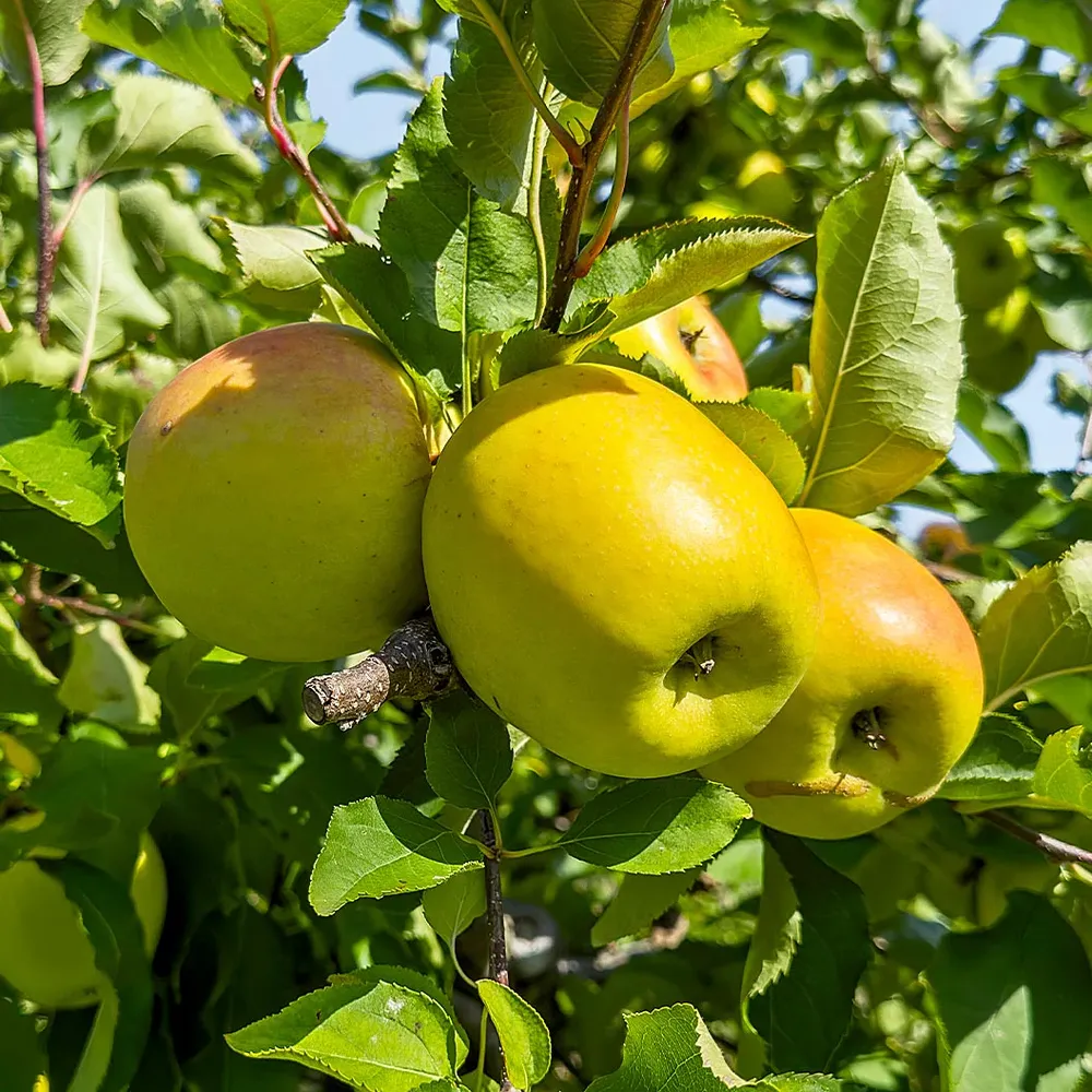 CandyCrisp Apple Tree - Hardy Fruit Tree for Home Gardens 1
